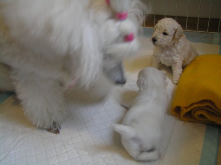 25. den vzadu BOREAS